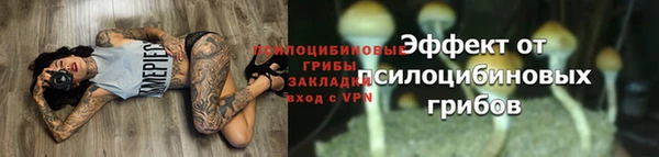 прущие грибы Вязники