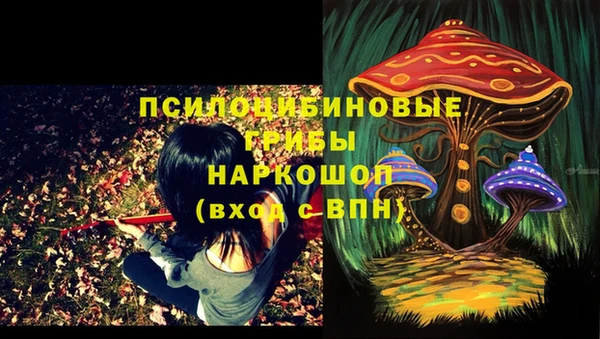 прущие грибы Вязники